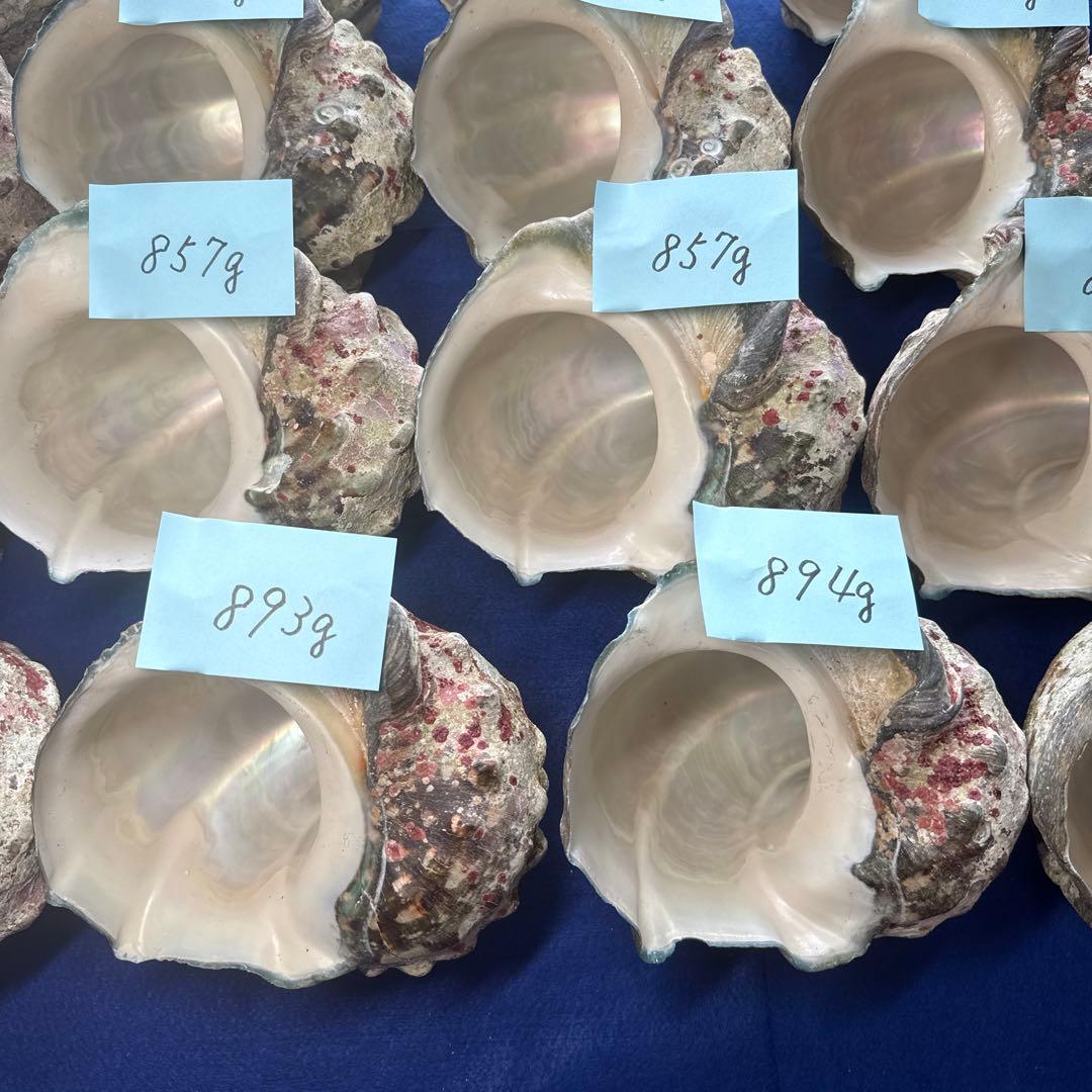 夜光貝　ヤコウ貝　まとめ売り　19個　15、5kg アクセサリー　ルアー