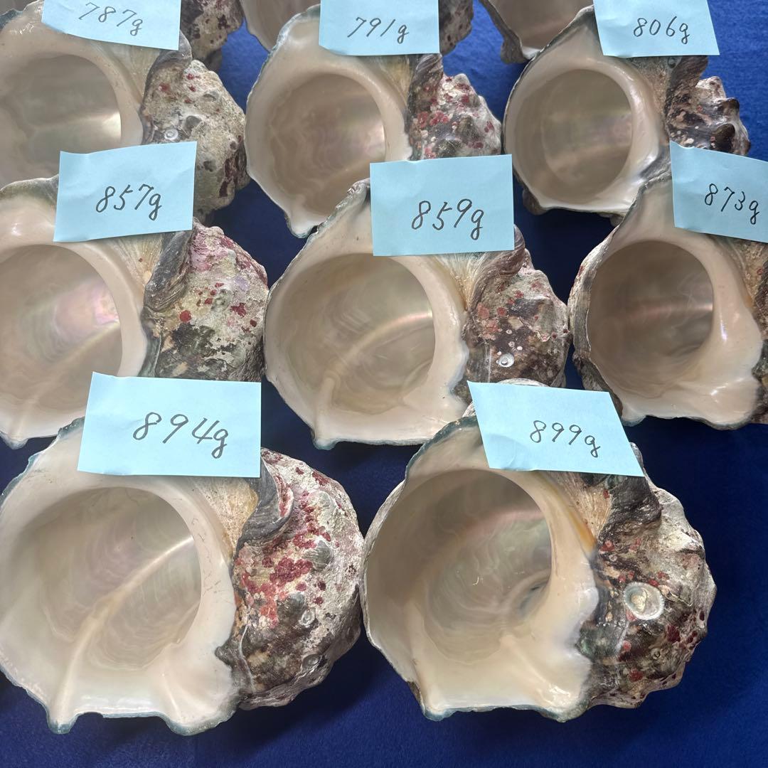 夜光貝　ヤコウ貝　まとめ売り　19個　15、5kg アクセサリー　ルアー
