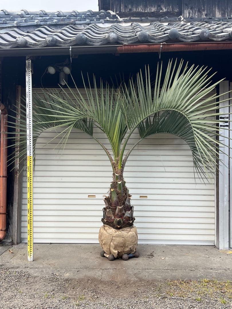 ココスヤシ　極太株　ドライガーデン　カルフォルニアスタイル　送料込み価格