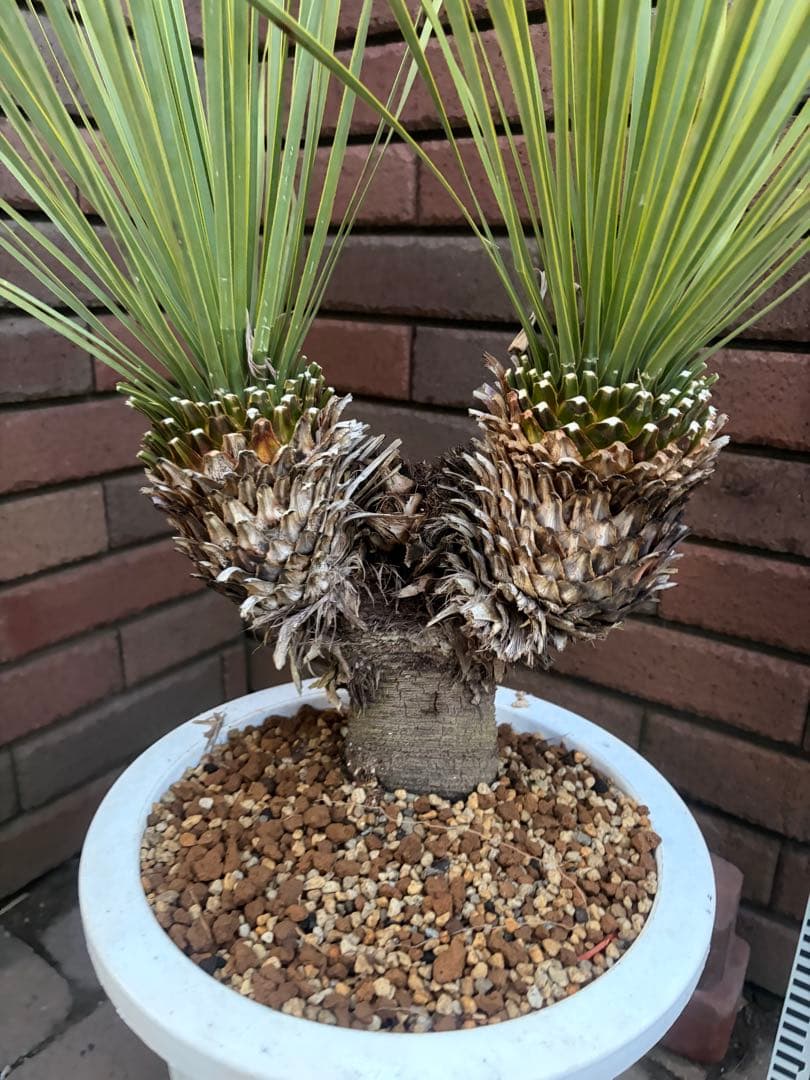 早いもの勝ち　ユッカ　ロストラータ　い