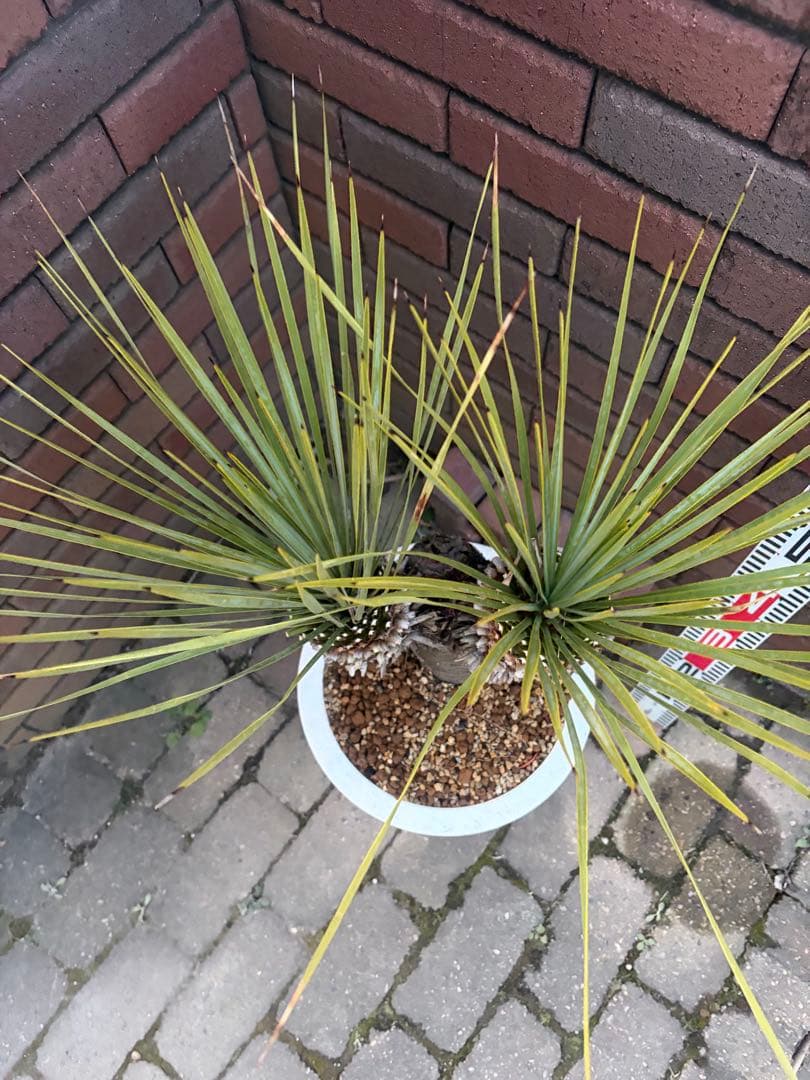 早いもの勝ち　ユッカ　ロストラータ　い