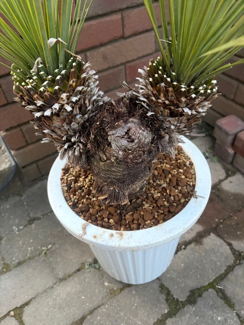 早いもの勝ち　ユッカ　ロストラータ　い