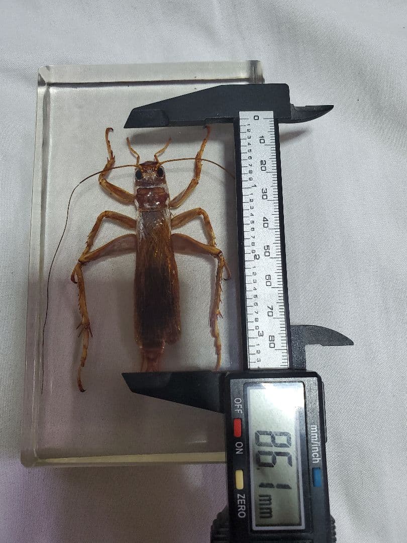 オバケコロギス樹脂標本　sia ferox