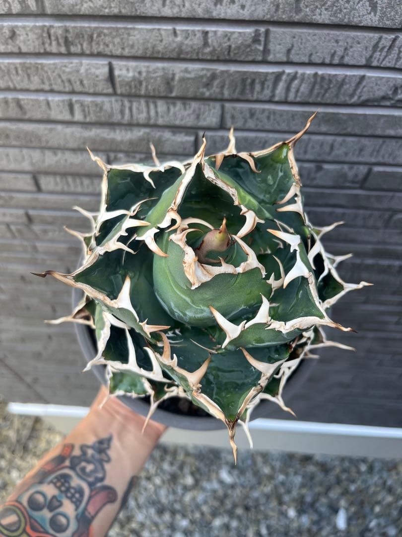 アガベ 白鯨 伝市鉢