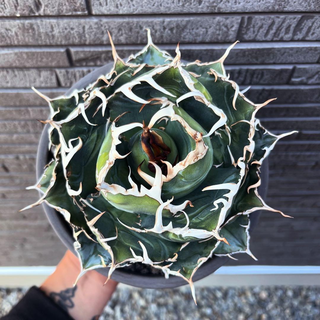 アガベ 白鯨 伝市鉢