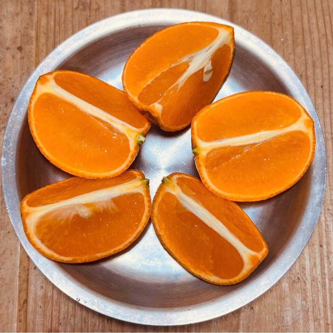 《人気の屋久島産！》甘いたんかん自宅用10kg 加工用 タンカン