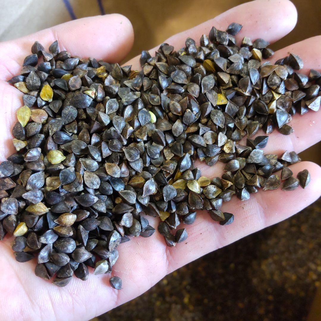 令和7年度　福島県産　玄蕎麦　24kg⑧