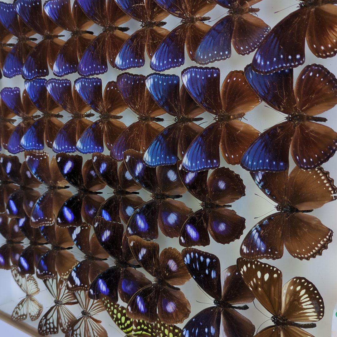 リユウキユウムラサキ14頭、外、沖縄迷蝶