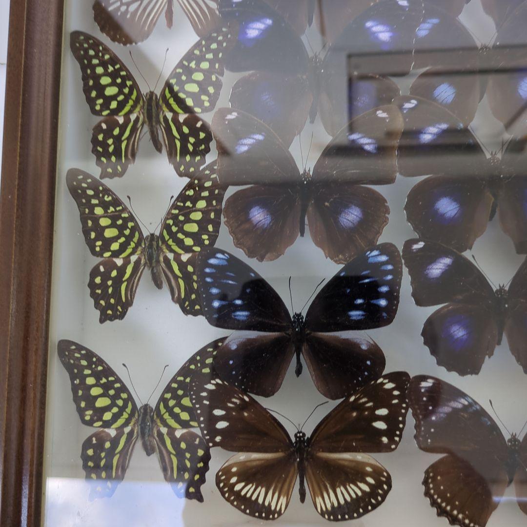 リユウキユウムラサキ14頭、外、沖縄迷蝶