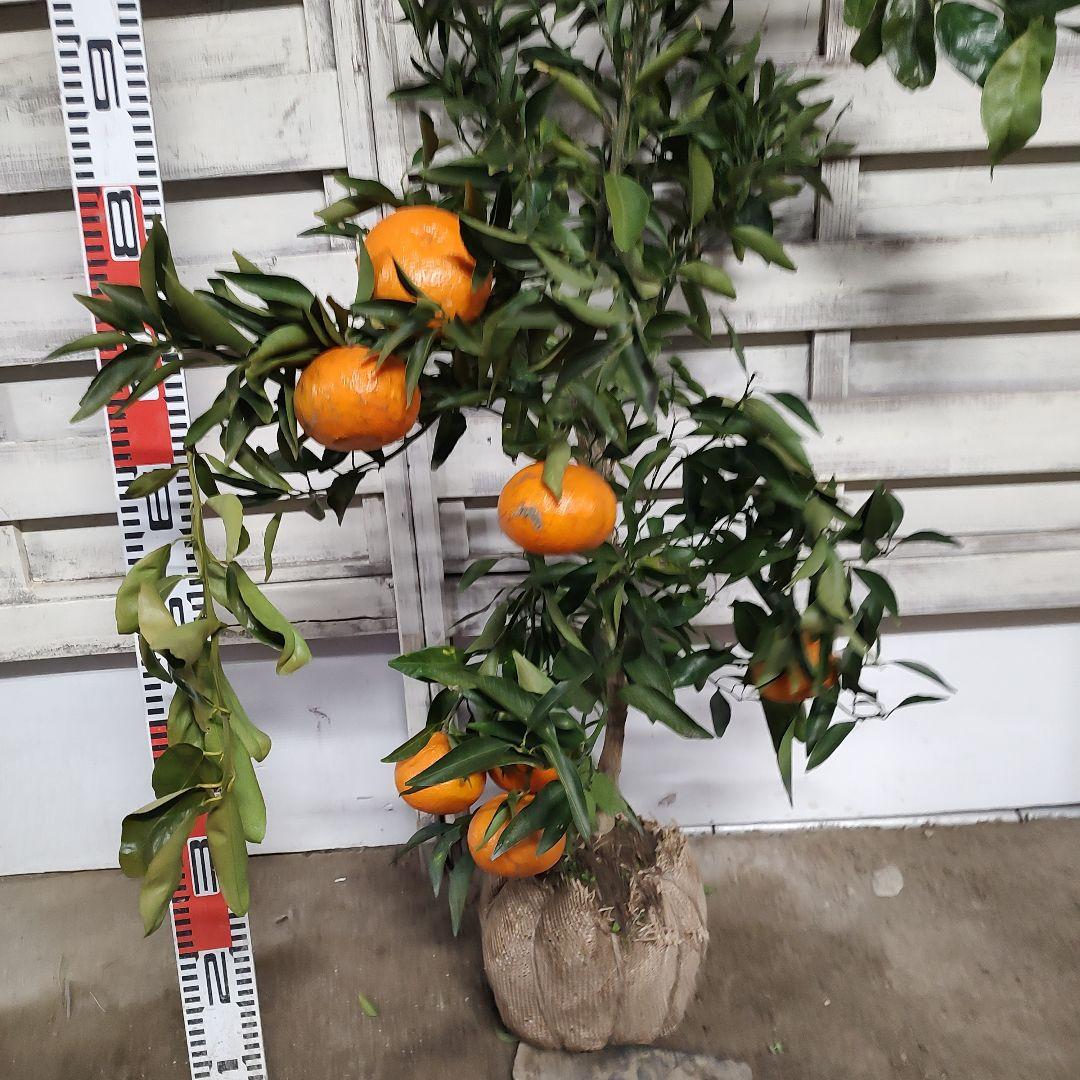 が*も様 麗紅 3年生 苗木 登録品種 実つき！