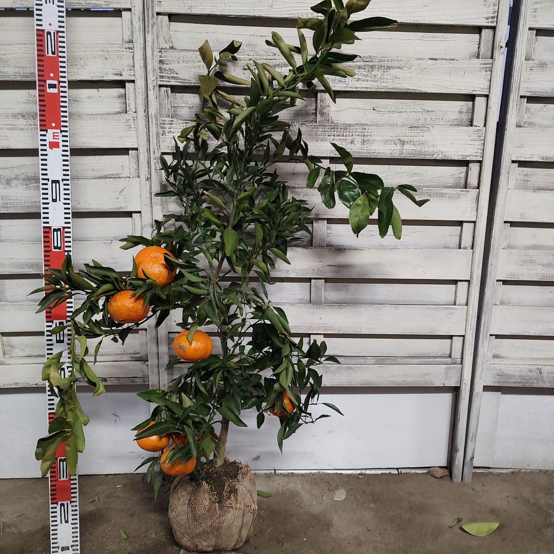 が*も様 麗紅 3年生 苗木 登録品種 実つき！