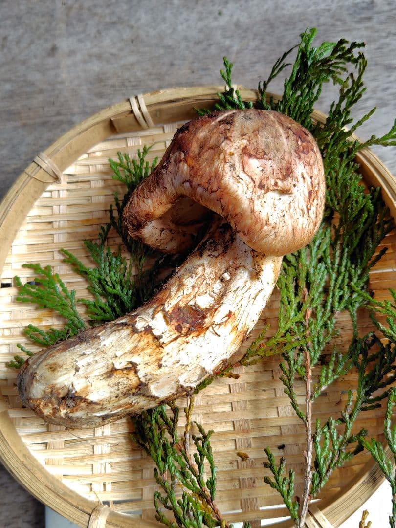 〖ちょい訳アリ〗松茸 128g すだちつき 信州 天然きのこ 長野 国産