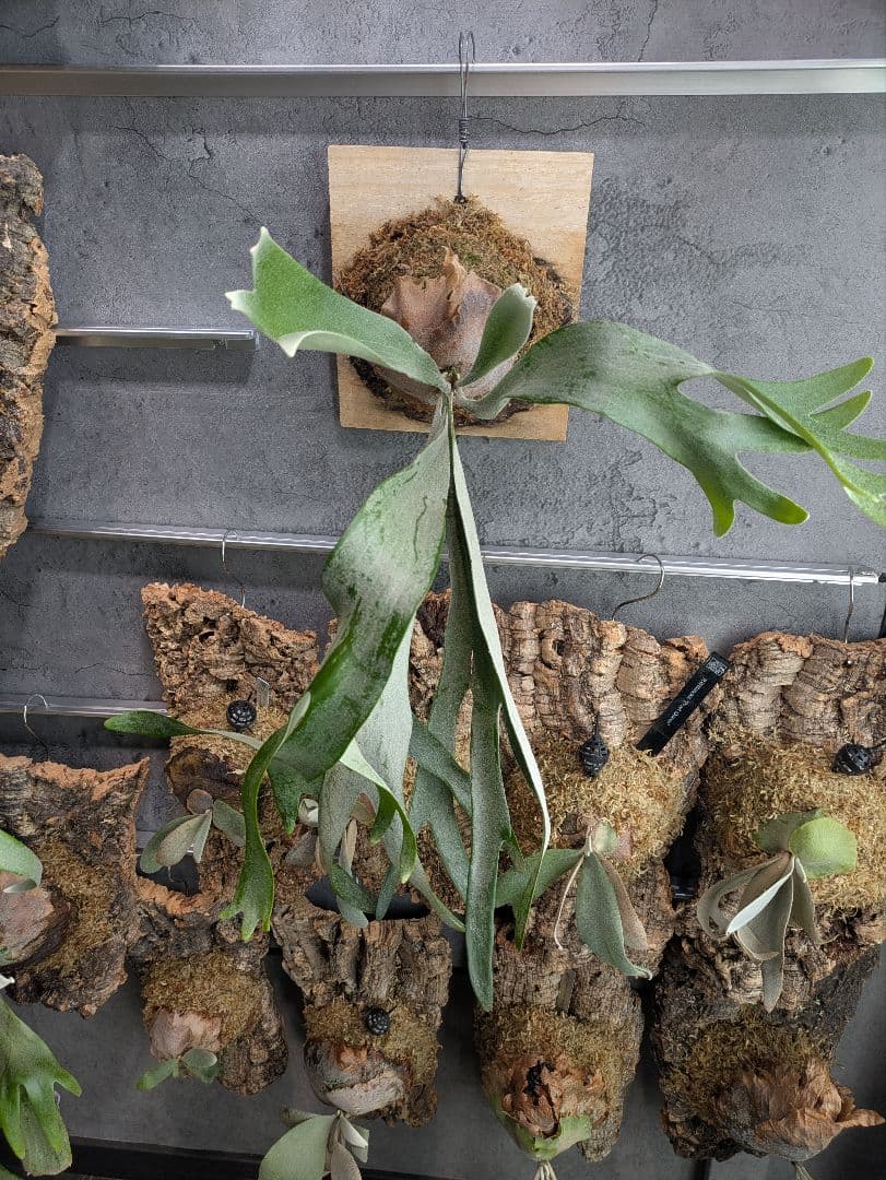 P.Sailor Moon  Queen F306 ビカクシダ