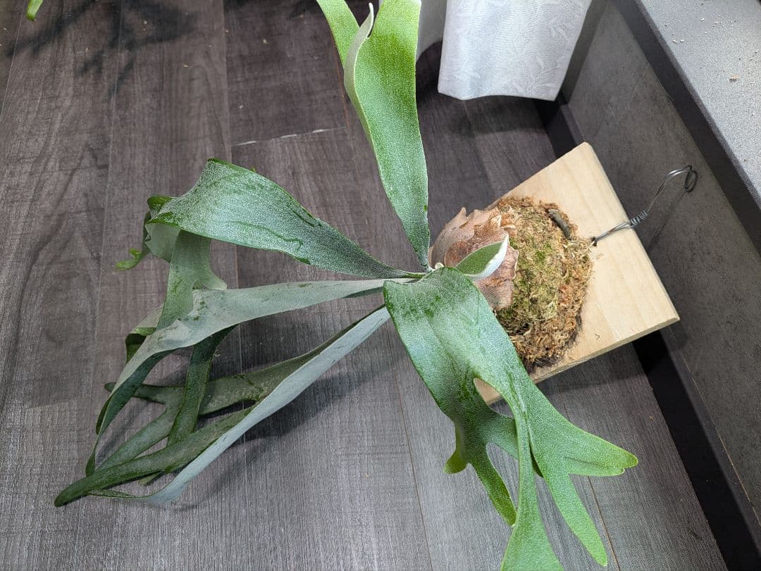 P.Sailor Moon  Queen F306 ビカクシダ