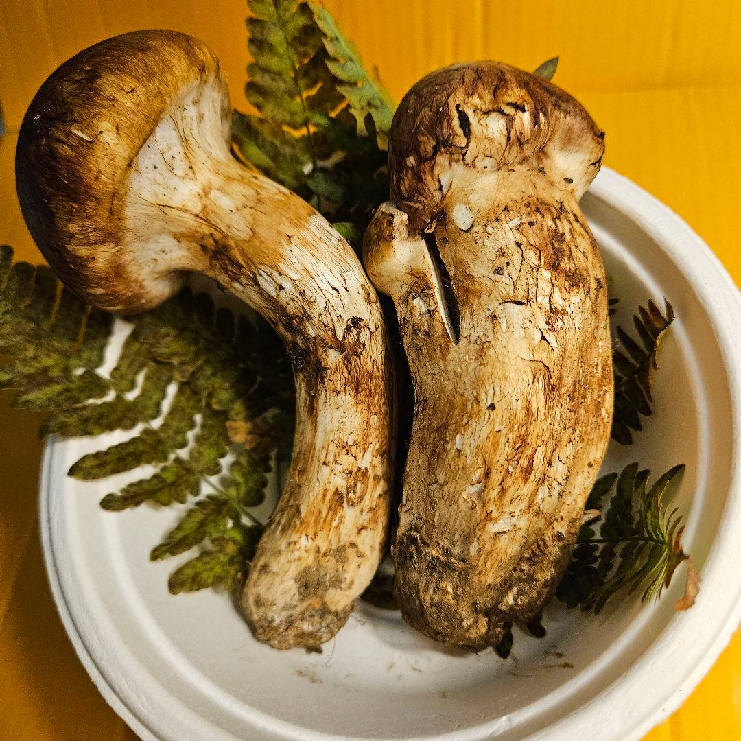 松竹梅 岩手県産松茸165g