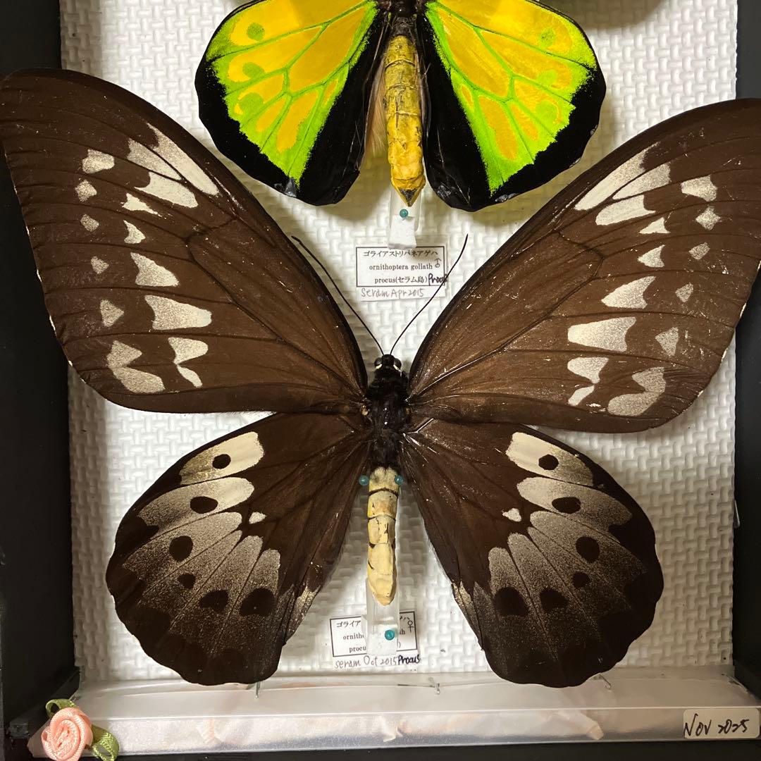 大型ゴライアスアゲハ♂♀