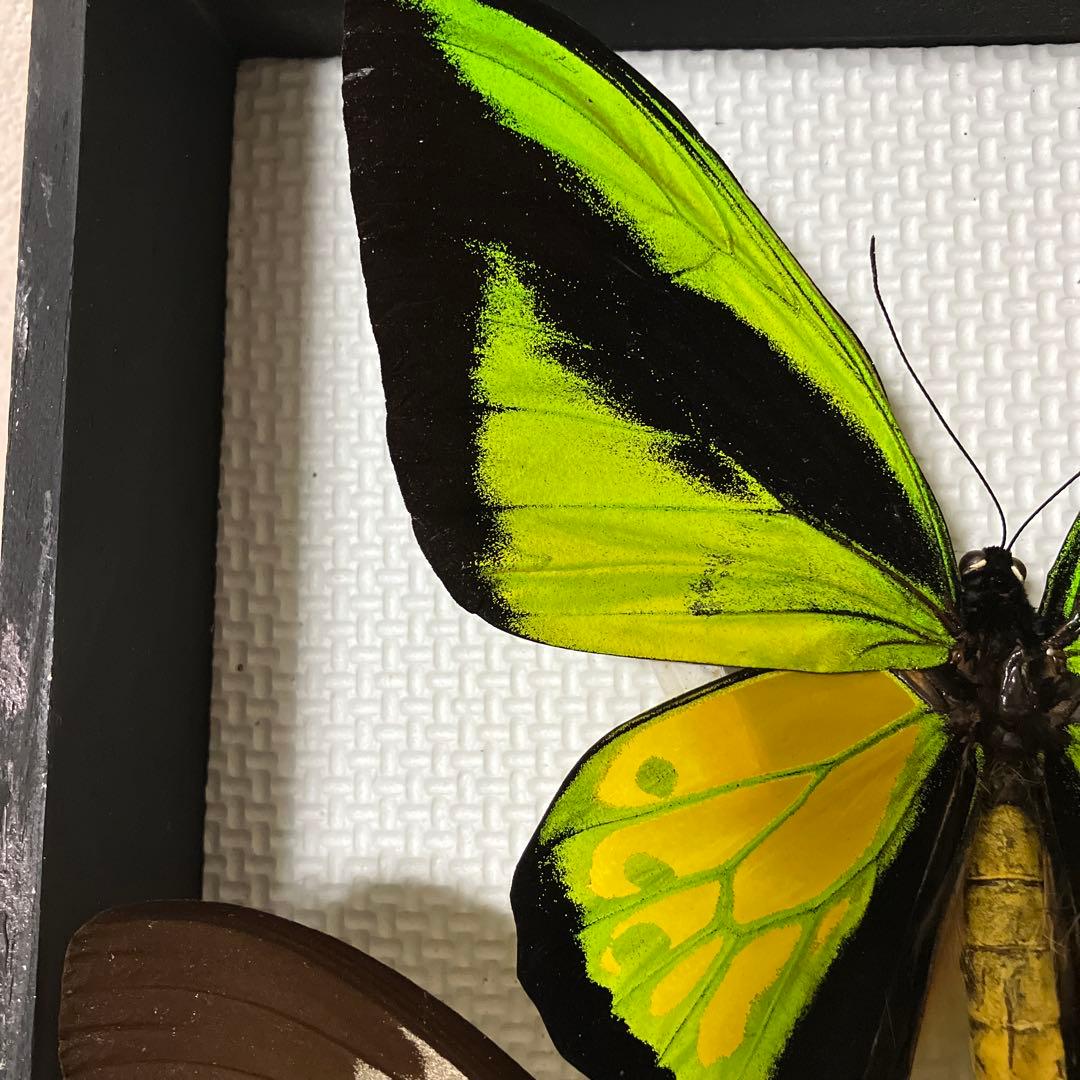 大型ゴライアスアゲハ♂♀