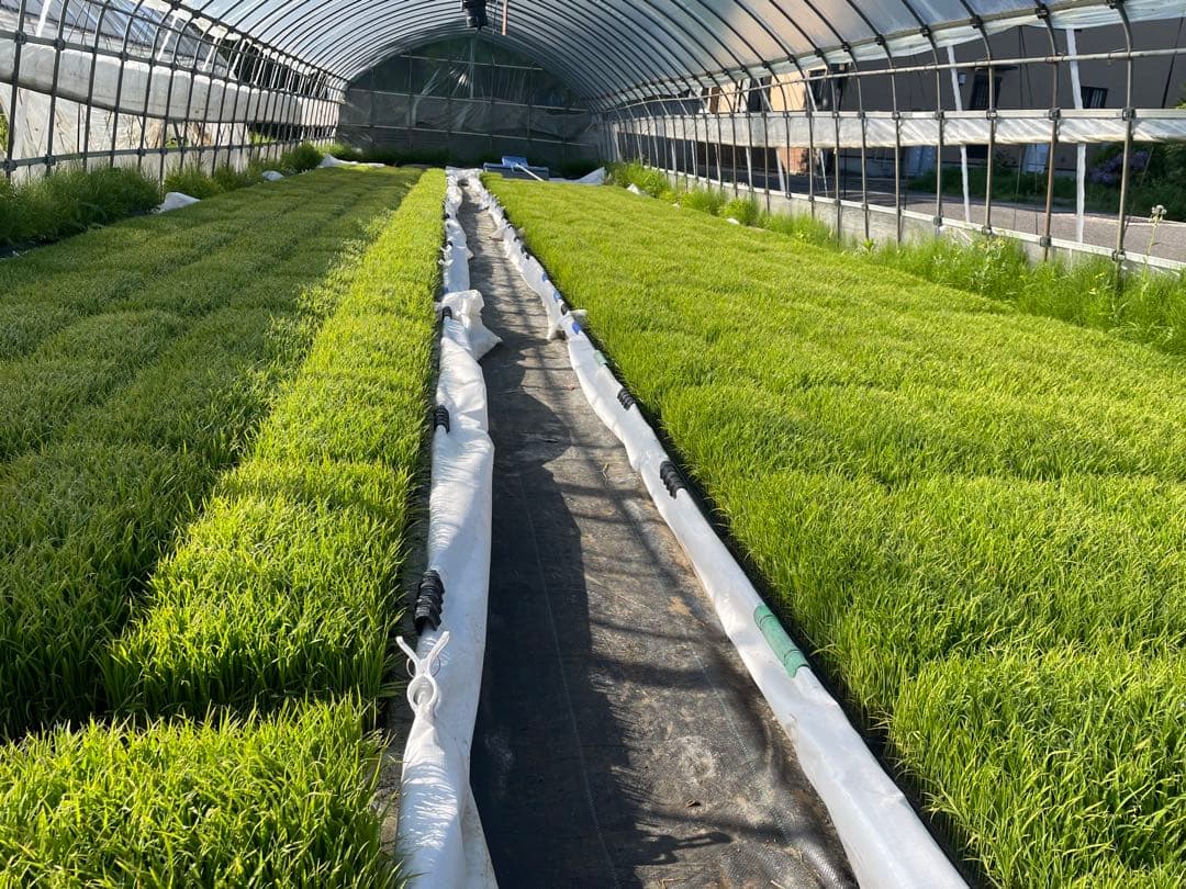 福島県産コシヒカリ玄米 20kg