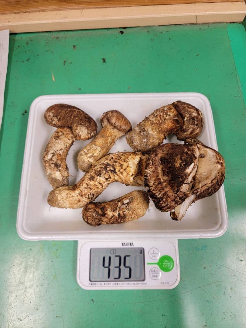 送料込み　岩手県産松茸 435g