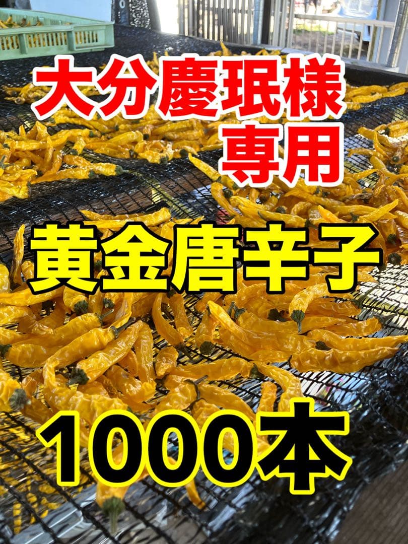 大分慶珉 黄金唐辛子乾燥　1000本