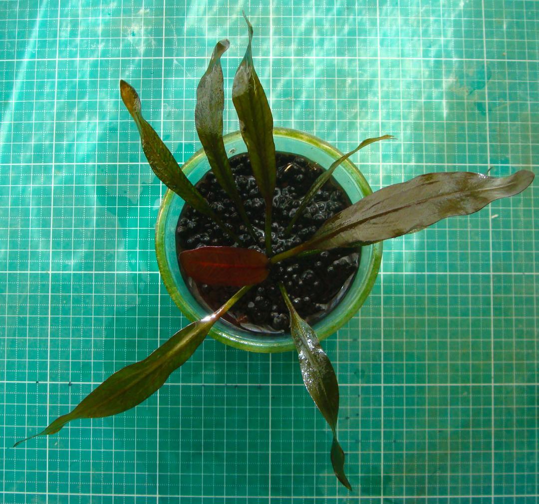 ぶ*ん様 エキノドルス ホレマニー ブラッドレッド