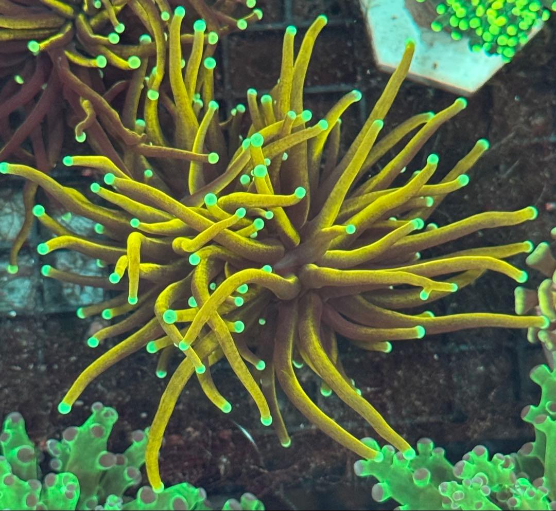 はげもやし專用