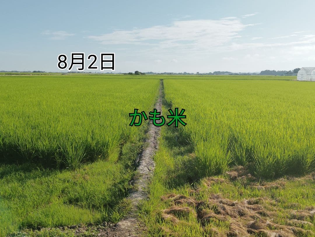 無農薬米新潟県産コシヒカリ15k