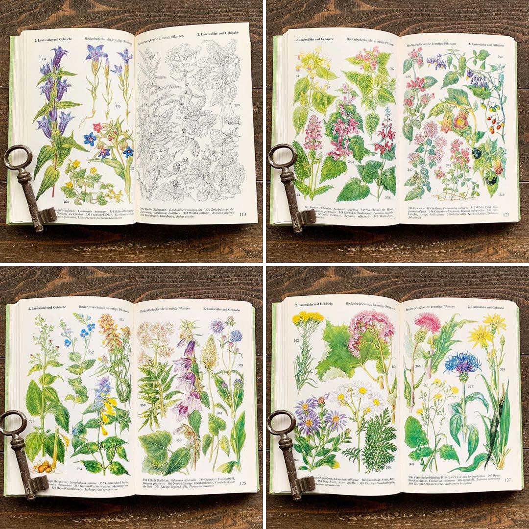 [沢山の植物画]ドイツの古い植物図鑑(1971年)/ボタニカルアート 植物画 /