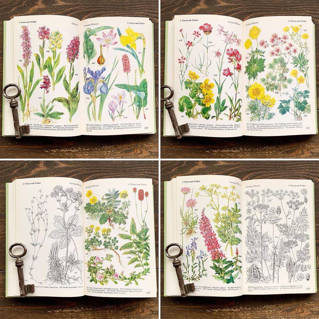 [沢山の植物画]ドイツの古い植物図鑑(1971年)/ボタニカルアート 植物画 /