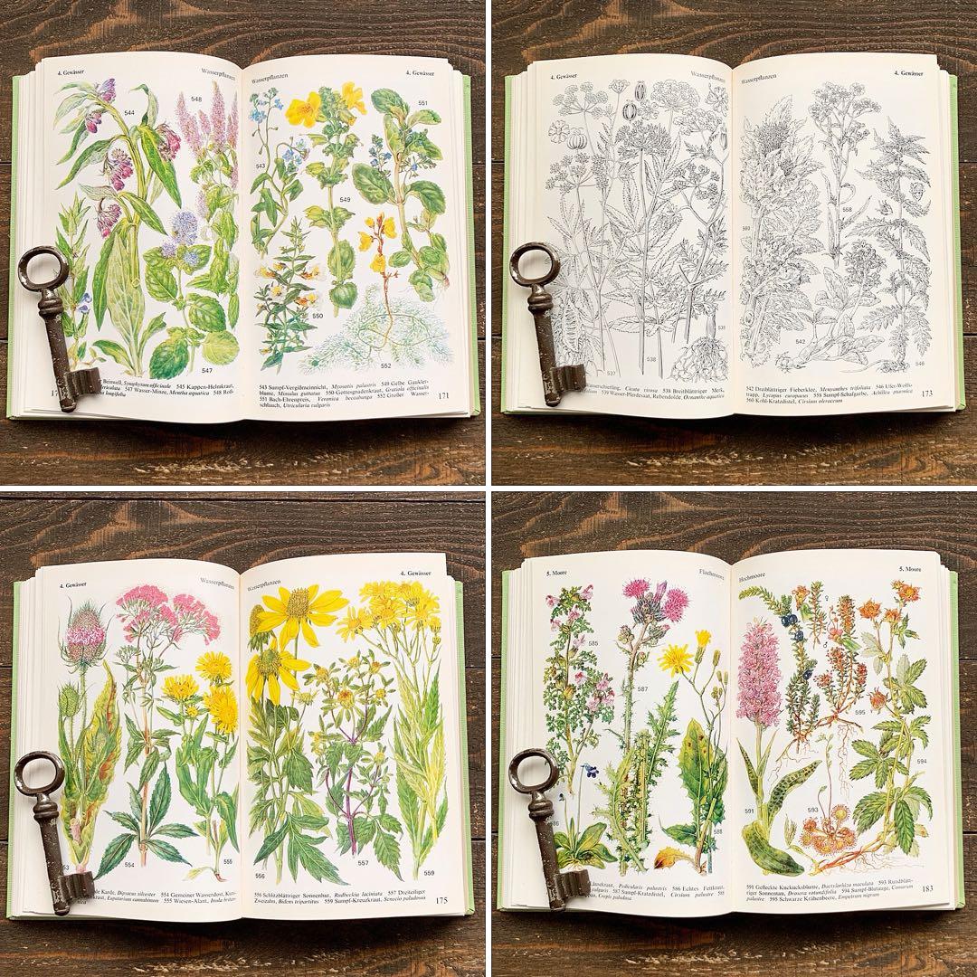 [沢山の植物画]ドイツの古い植物図鑑(1971年)/ボタニカルアート 植物画 /