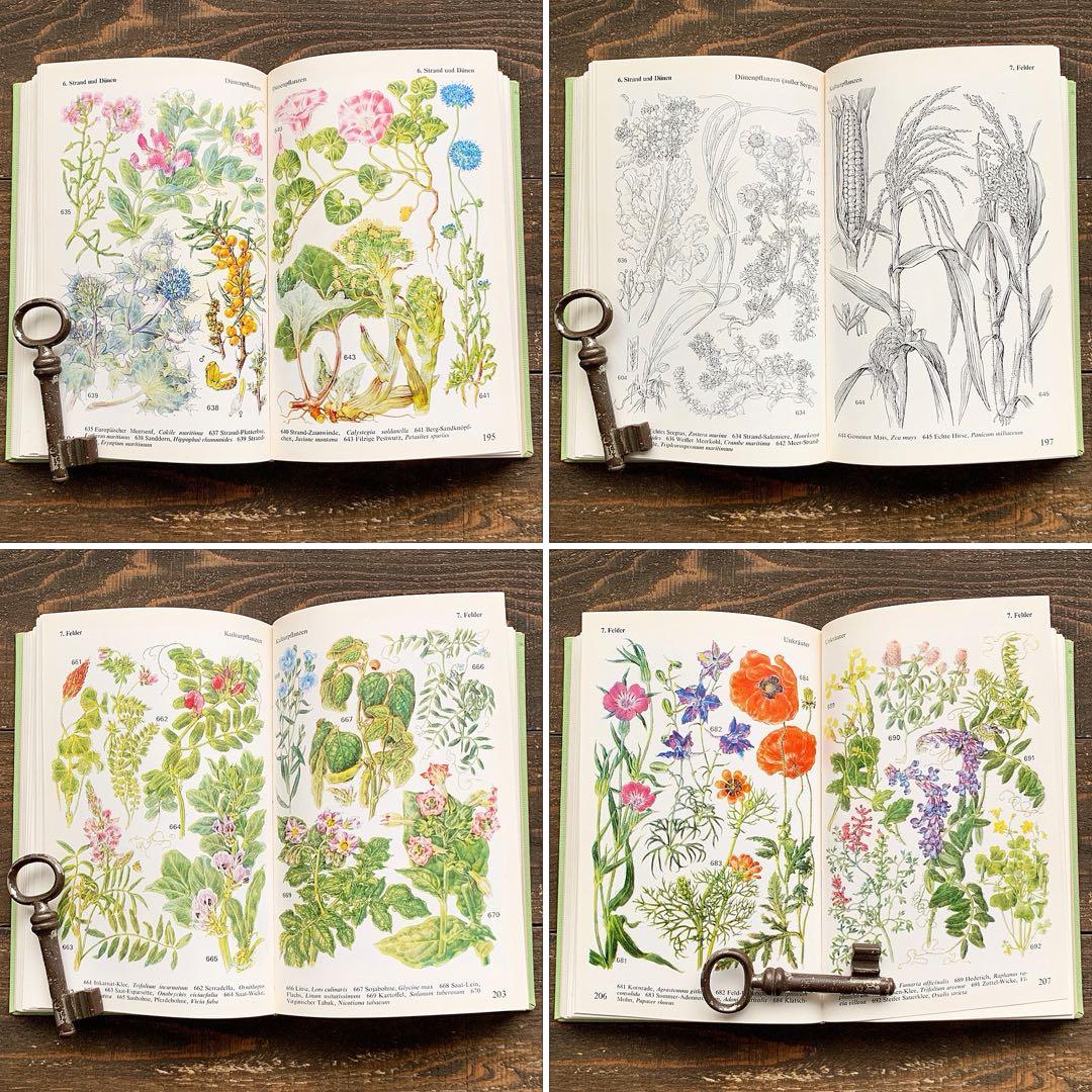 [沢山の植物画]ドイツの古い植物図鑑(1971年)/ボタニカルアート 植物画 /