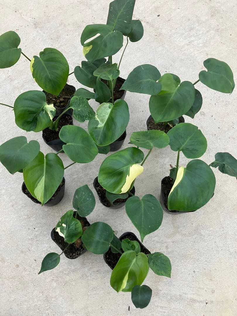 モンステラ斑入り　デリシオーサ実生苗　10鉢セット