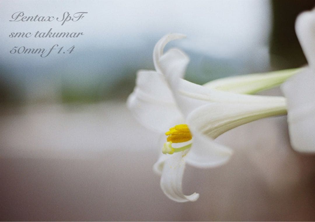 pentax spf（ブラック&ホワイト）本革外装★f1.4＊完動品＊初期保証