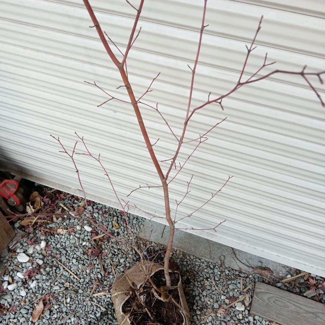 コハウチワカエデ　山採り　⑥