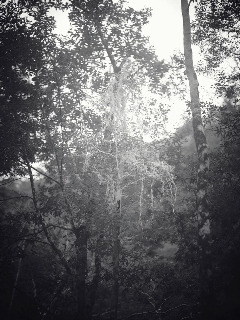 mitakon 65mm f1.4 fujifilm gマウント　gfx