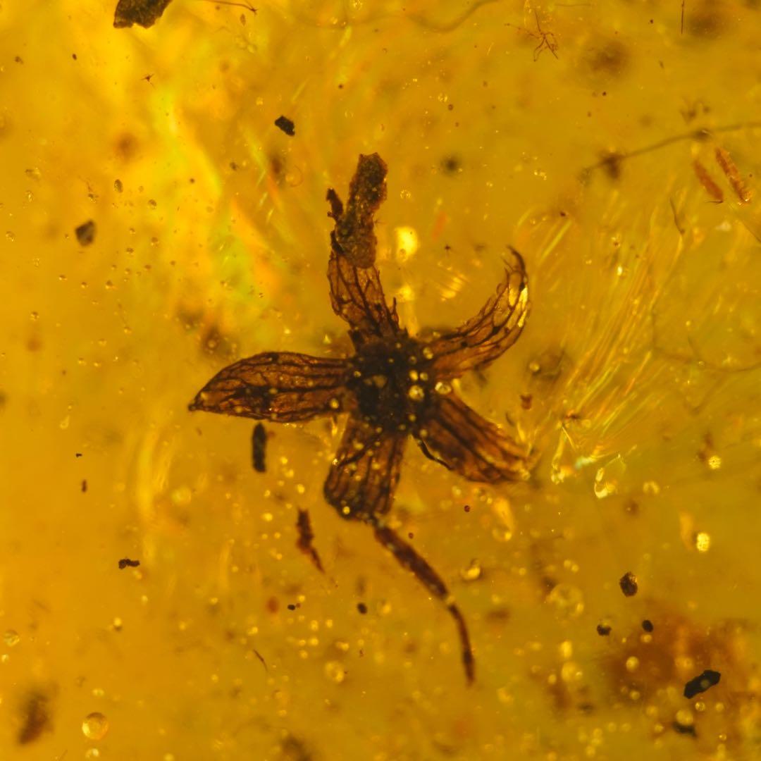 レア極上品TT0033花虫入り琥珀化石ミャンマーカムティかタナイ産9900万年前