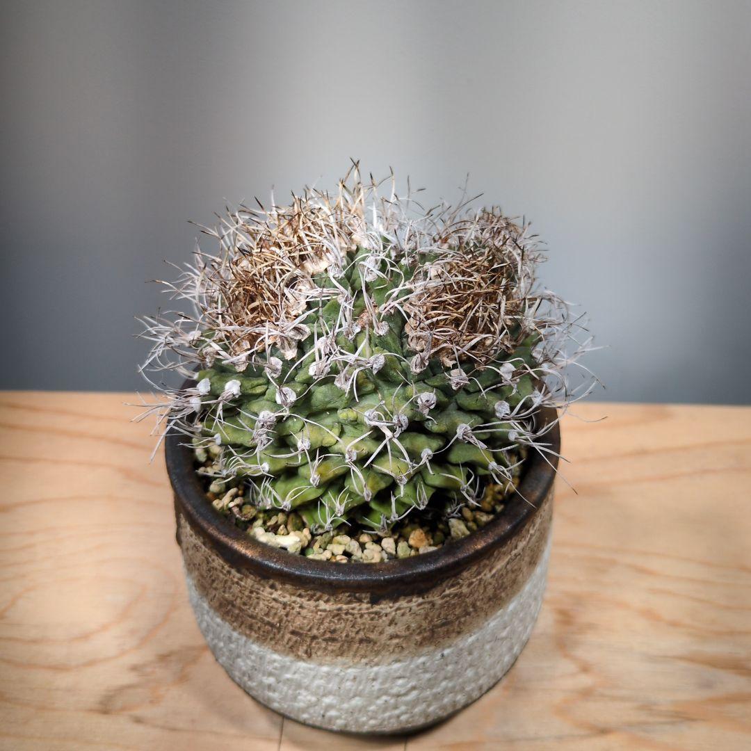 アロンソイ　綴化　分頭