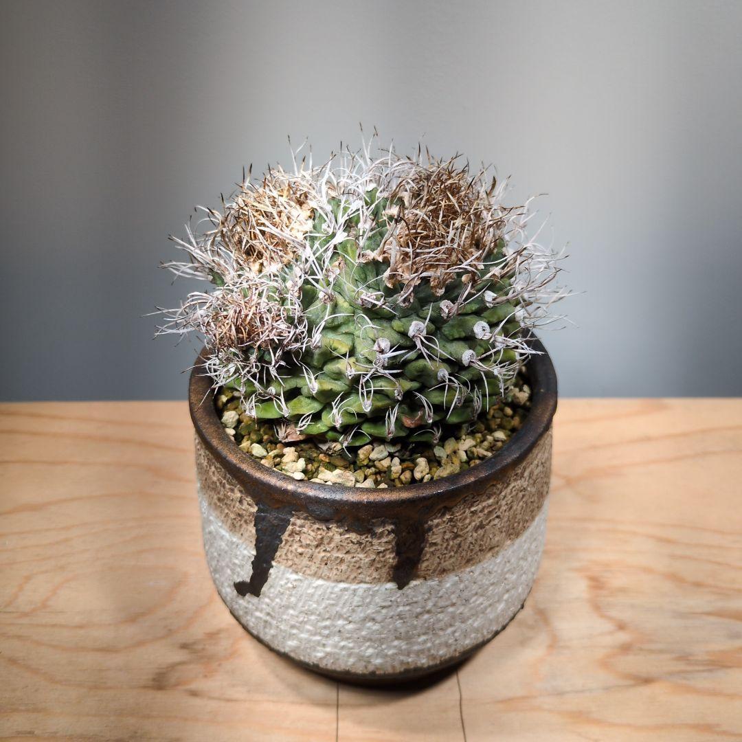 アロンソイ　綴化　分頭