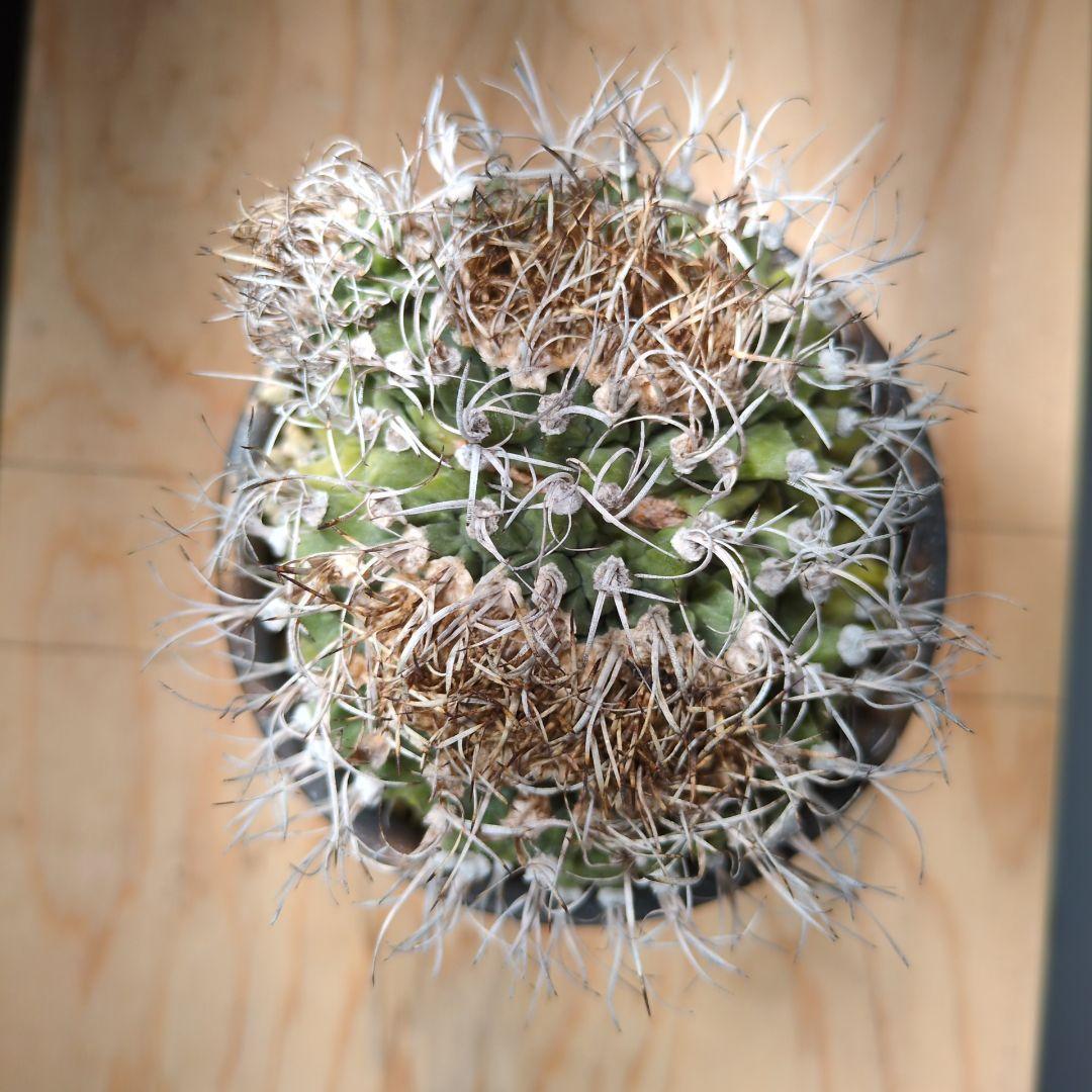 アロンソイ　綴化　分頭