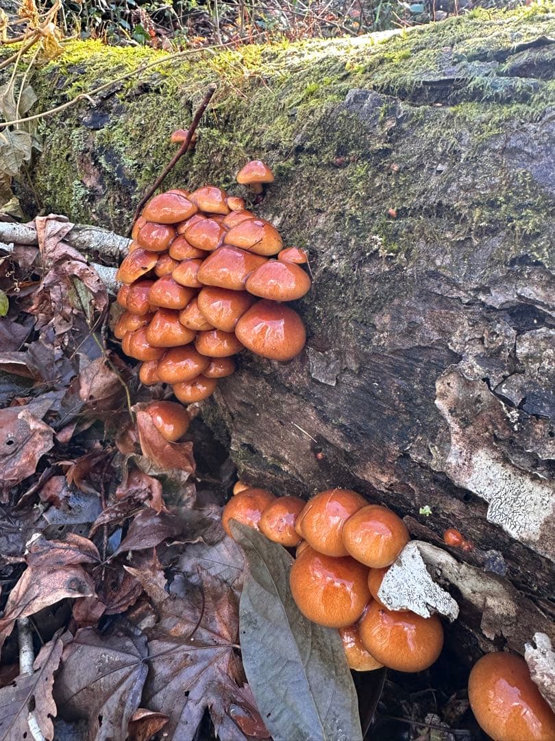 sento‼️天然きのこ ムラサキシメジ なめこ
