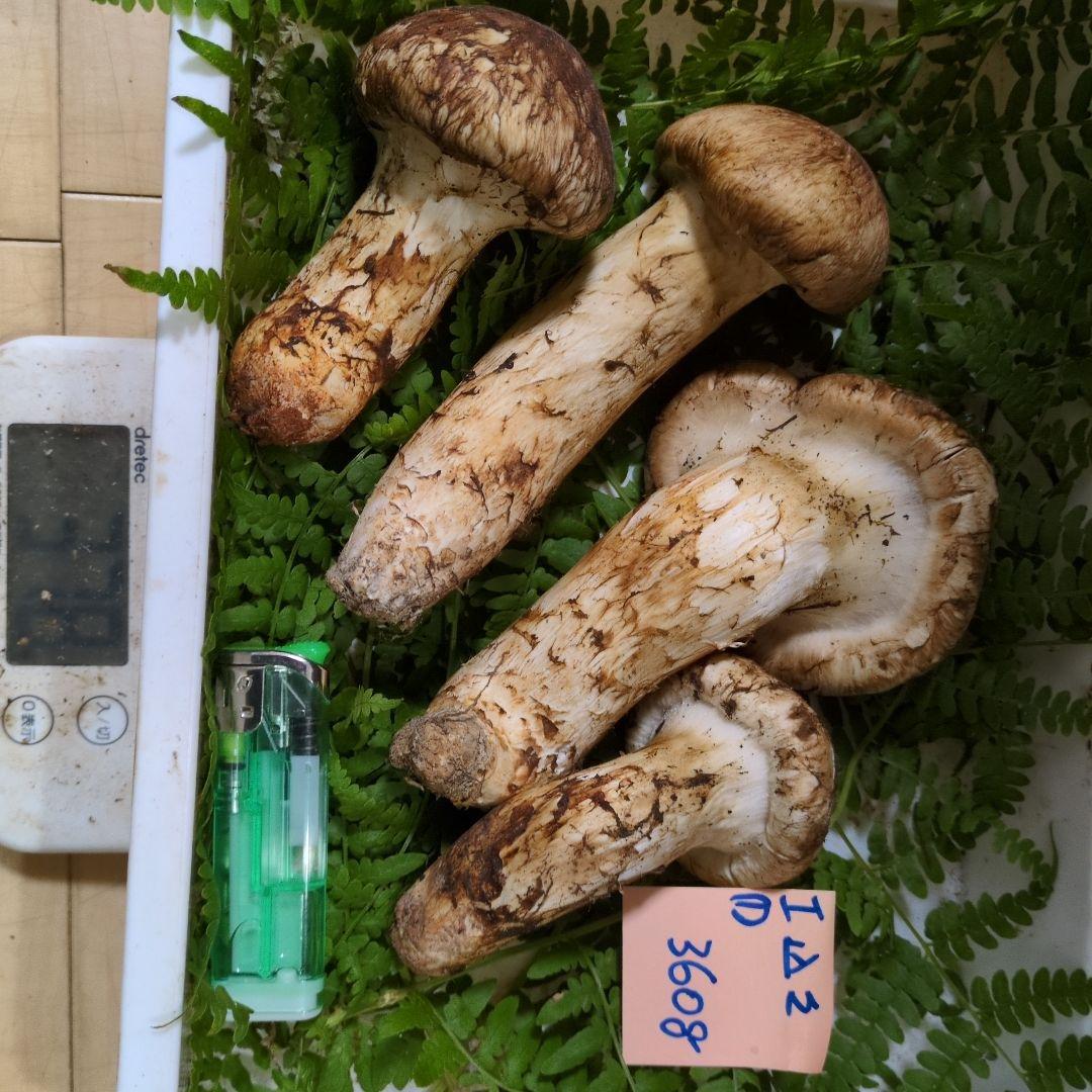 和歌山松茸　新鮮朝市　込み込み　360㌘