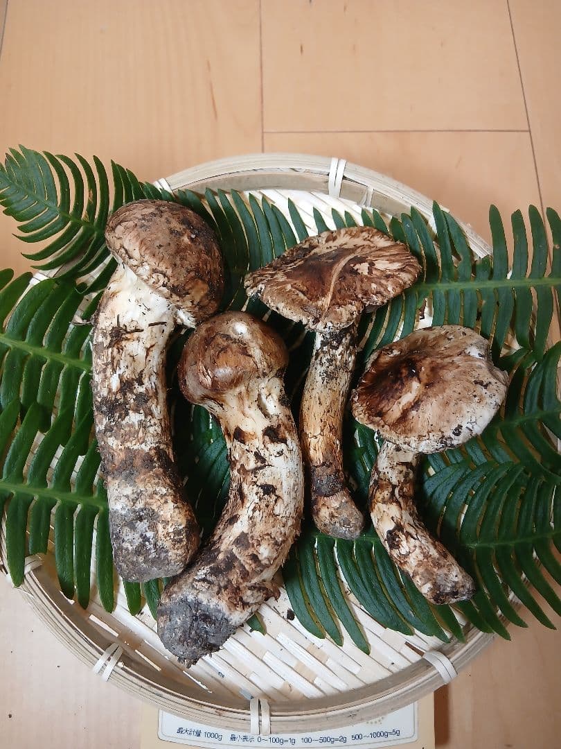 ★原田★山形県産 松茸 国産 マツタケ まつたけ