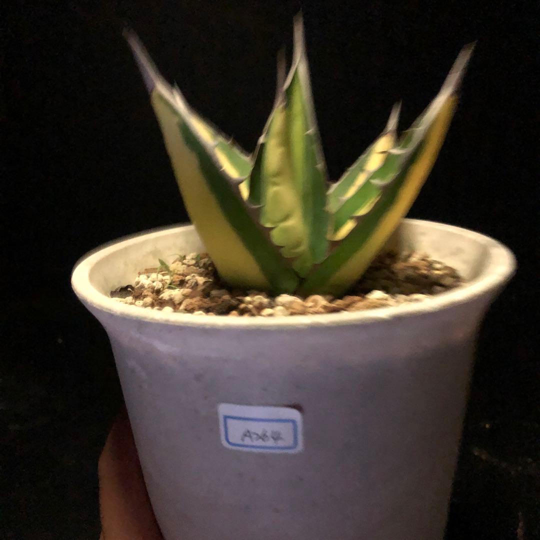 年末セールアガベパープソラム（Purpusorum）‼️26800-10000