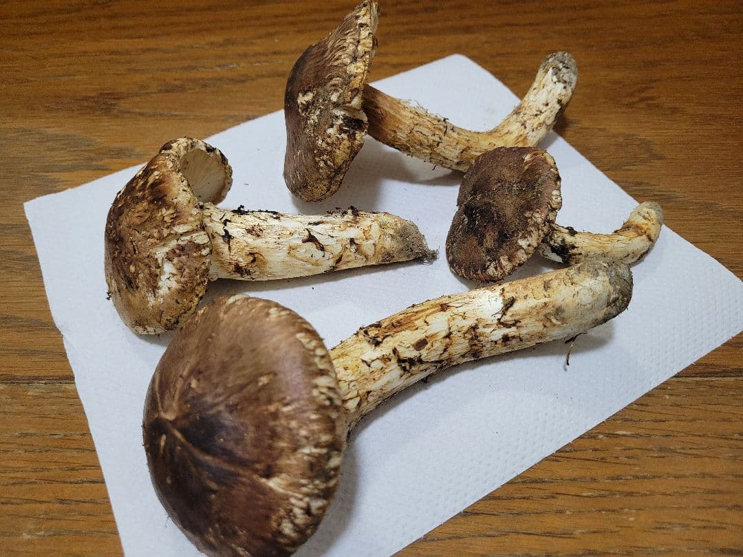 国産　岩手県産　松茸　220g