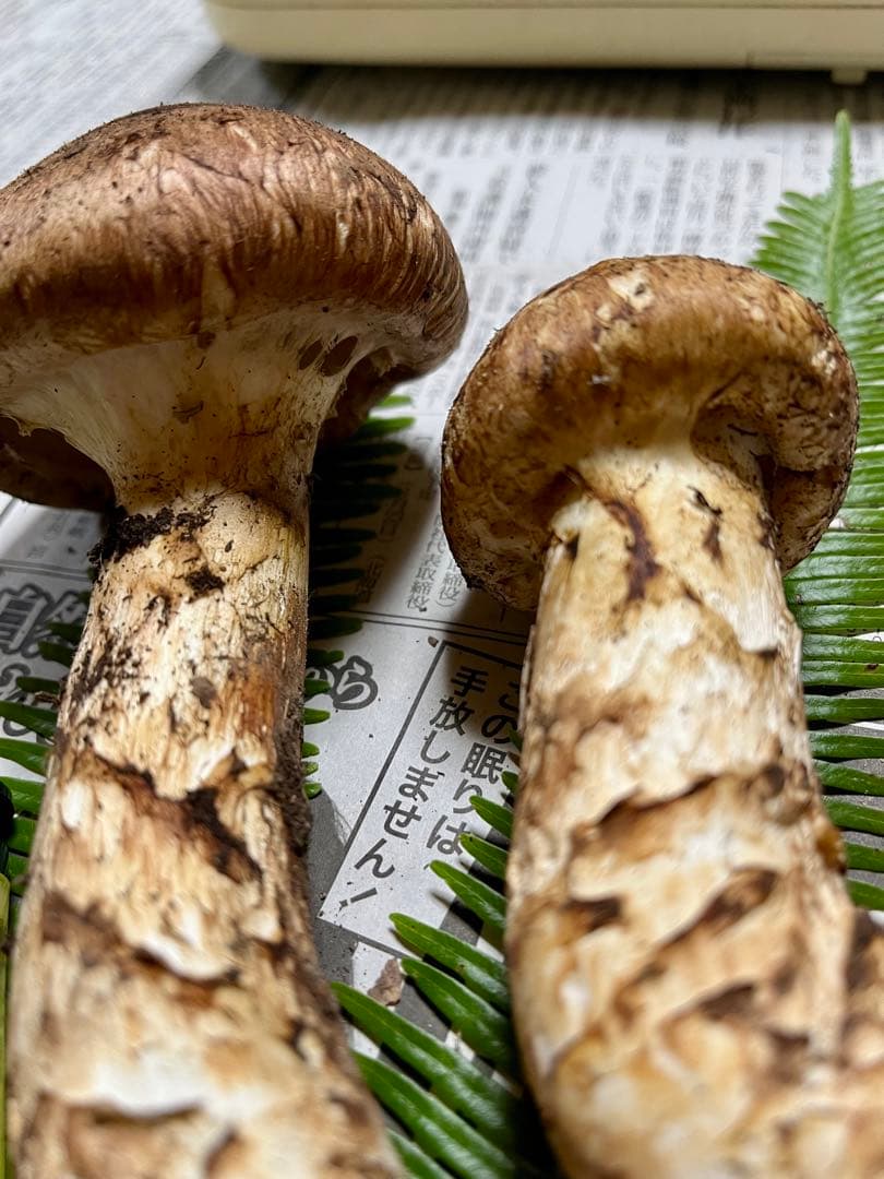 【大阪泉州産】天然松茸　採れたて　2本165g 国産