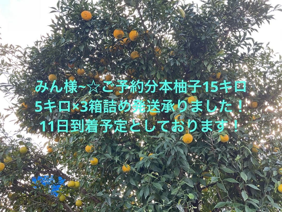 みん様~☆ご予約分本柚子15キロ(5キロ×3)箱詰め発送