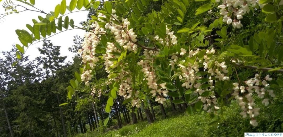 アカシア蜂蜜 1000g 2本 国産蜂蜜 生蜂蜜 セイヨウミツバチ はちみつ