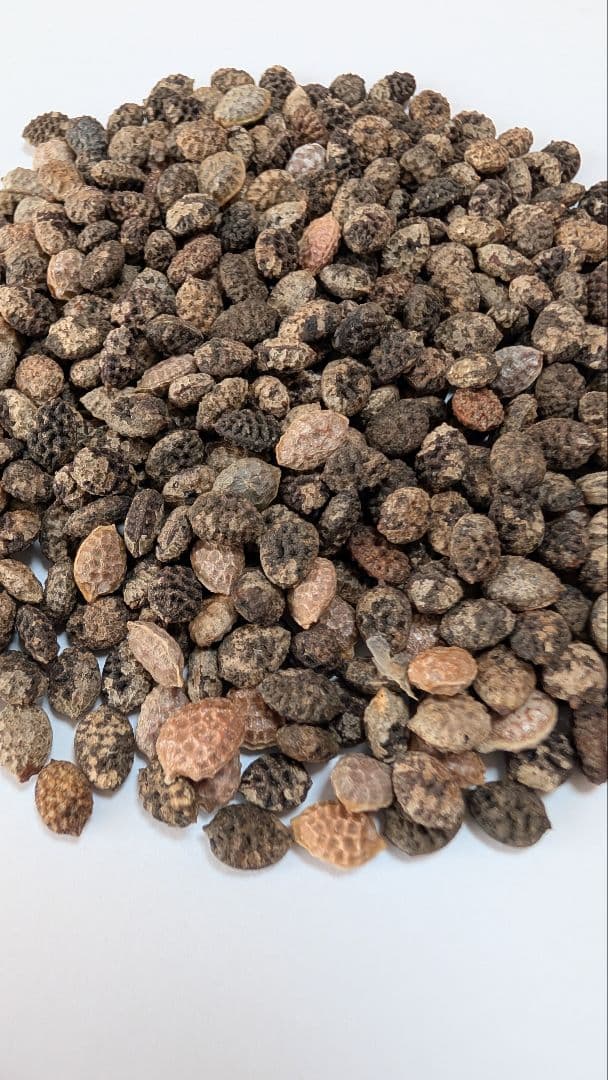 1月新着種子 アデニア ペチュエリー Adenia pechuelii 20粒