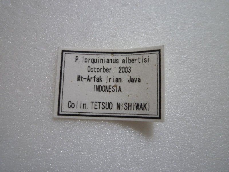 ニ*ニ様 【外国産蝶標本】ヘリボシアオネアゲハ/インドネシア.アルファック山産/