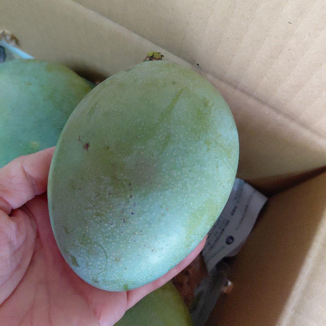 キーツマンゴー+ドット(ラスト)